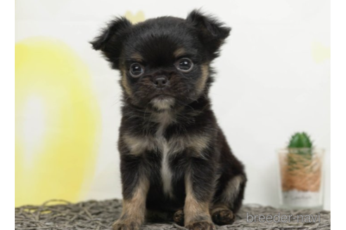 成約済の千葉県のチワワ(ロングコート)-225157の3枚目